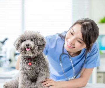 How Much Does a Surgical Veterinarian Make? Salary Insights and Career Overview
