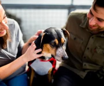 A Family Veterinarian Ocala FL: Trusted Care for Your Pets in Ocala