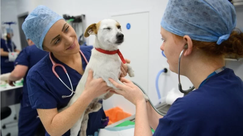 How to Study Veterinary Doctor: Essential Tips for Success in Veterinary Medicine