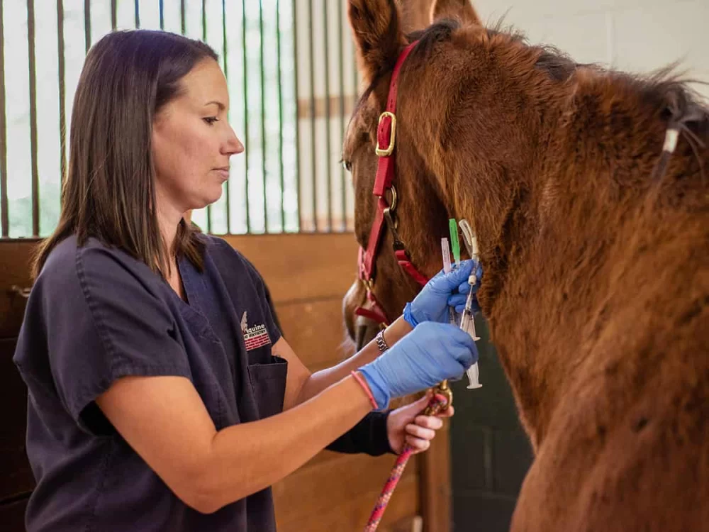 How to Become an Equine Veterinarian: Career Path, Education, and Real-Life Insights