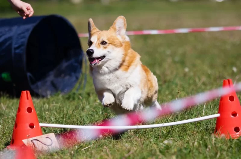 Training Your Rescue Dog: Build Trust and Good Behavior from Day One in 2025