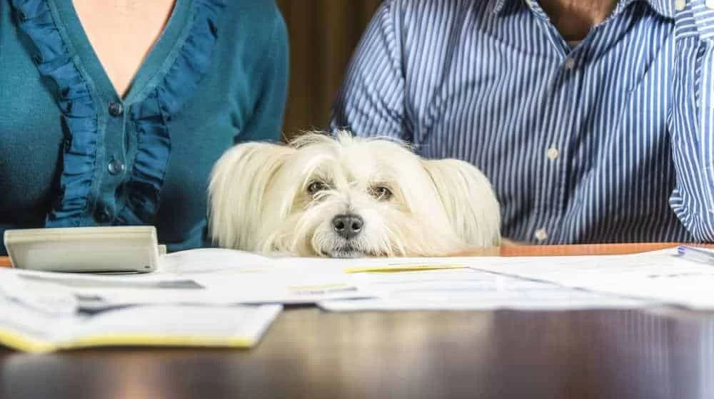 Are Veterinary Expenses Tax Deductible? A Comprehensive Guide for Pet Owners