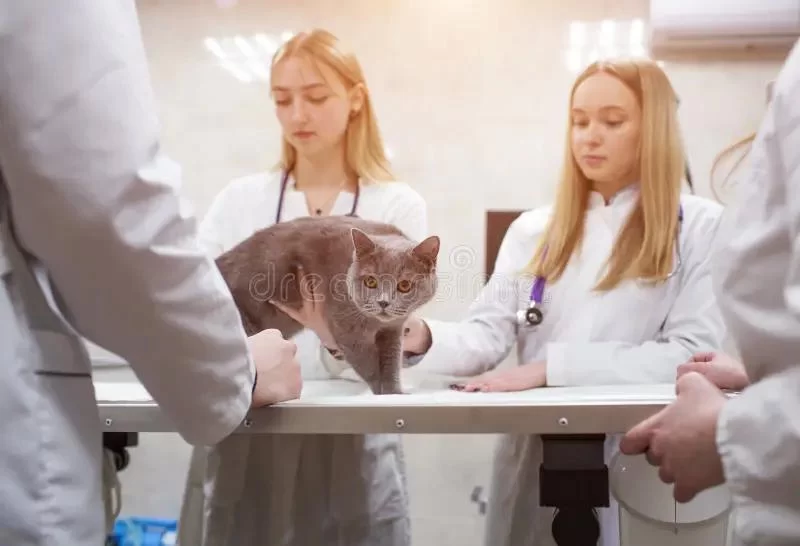Is Veterinary a Doctor? Understanding the Role and Expertise of Veterinarians