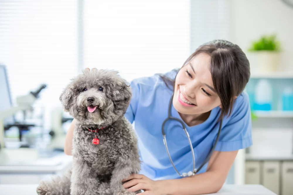 Do Veterinarians Make a Lot with Practice in USA? Insights on Vet Salaries and Career Earnings