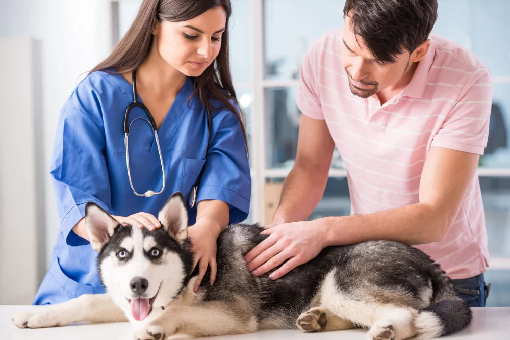 How to Choose a Veterinary Clinic: Expert Tips for the Best Pet Care