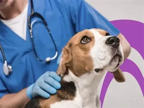 How Many Years is a Veterinary Course? Understanding the Length of Veterinary Education