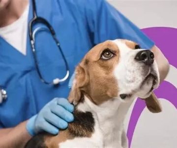 How Many Years is a Veterinary Course? Understanding the Length of Veterinary Education
