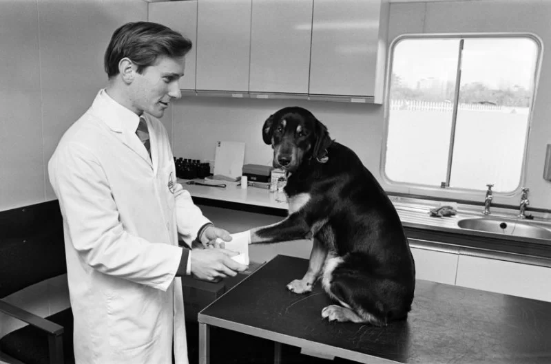 When Was the First Veterinarian? Exploring the History of Veterinary Medicine