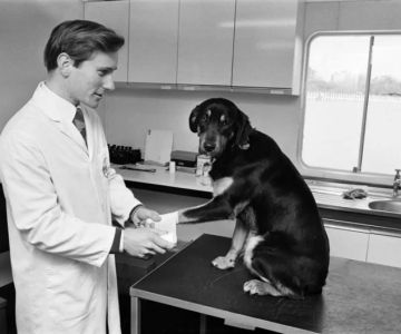When Was the First Veterinarian? Exploring the History of Veterinary Medicine