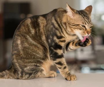 Understanding and Managing Cat Excessive Paw Licking During Walks