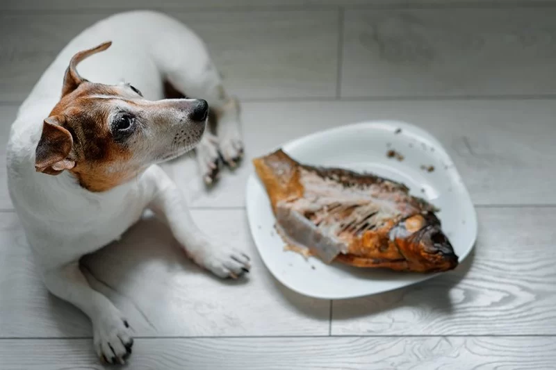 Can Dogs Eat Grilled Fish? What You Need to Know