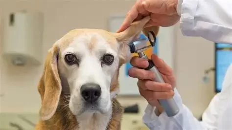 How to Be a Veterinarian in BitLife: Step-by-Step Guide to Success