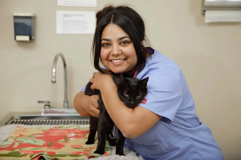 What Is DVM in Veterinary? Understanding the Role and Training of Doctors of Veterinary Medicine