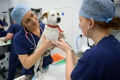 How Much Does a Veterinarian Make? Understanding Vet Income