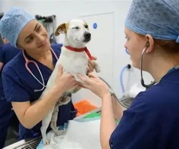 How Much Does a Veterinarian Make? Understanding Vet Income