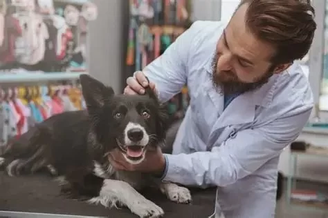 What Is the Pay for a Veterinarian? Inside U.S. Vet Salaries