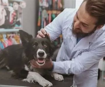 What Is the Pay for a Veterinarian? Inside U.S. Vet Salaries