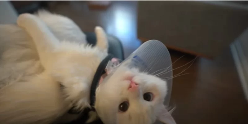 Why Is My Cat Sleeping a Lot but Not Engaging?