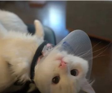 Why Is My Cat Sleeping a Lot but Not Engaging?