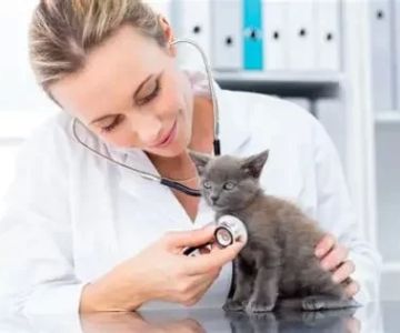 How Much Does a Veterinarian Make a Year in Canada? A Detailed Salary Breakdown