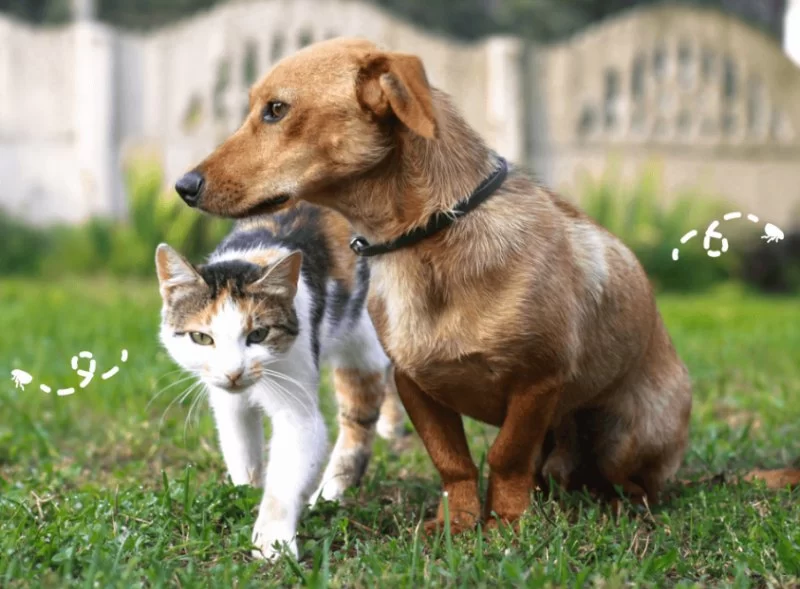Understanding Why Your Cat Is Avoiding Contact with Certain Pets