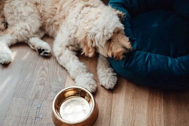 Dog Not Drinking Water but Eating Food? Understand the Causes and What to Do