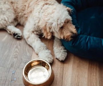 Dog Not Drinking Water but Eating Food? Understand the Causes and What to Do