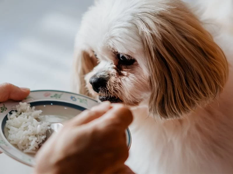Can Dogs Eat Rice Safely? Vet-Backed Guidance for Smart Feeding
