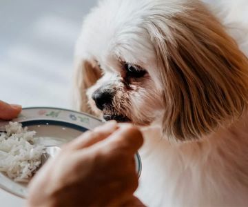 Can Dogs Eat Rice Safely? Vet-Backed Guidance for Smart Feeding
