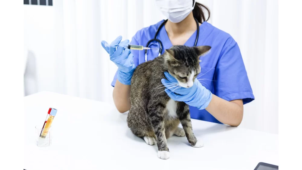 Is Veterinary School Hard? Understanding the Challenges and How to Succeed