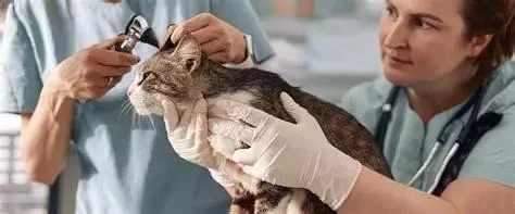 Can I Run a Veterinary Clinic Out of My House? What You Need to Know