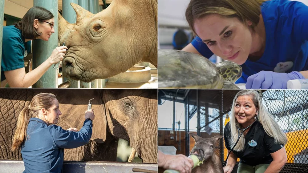 How to Become a Veterinarian at Disney World: Your Career Guide