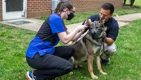 How to Get a Degree in Veterinary Medicine: A Complete Guide