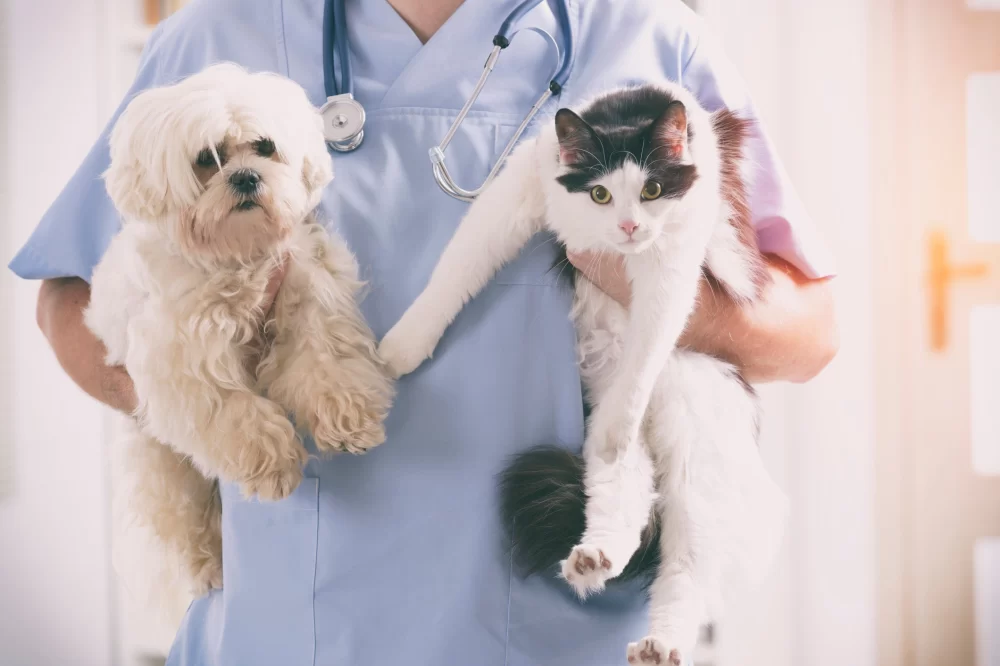 Why Are Veterinary Costs So High? Understanding Pet Healthcare Expenses