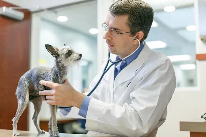 How to Run a PCV Veterinary: Essential Tips for Successful Clinic Management