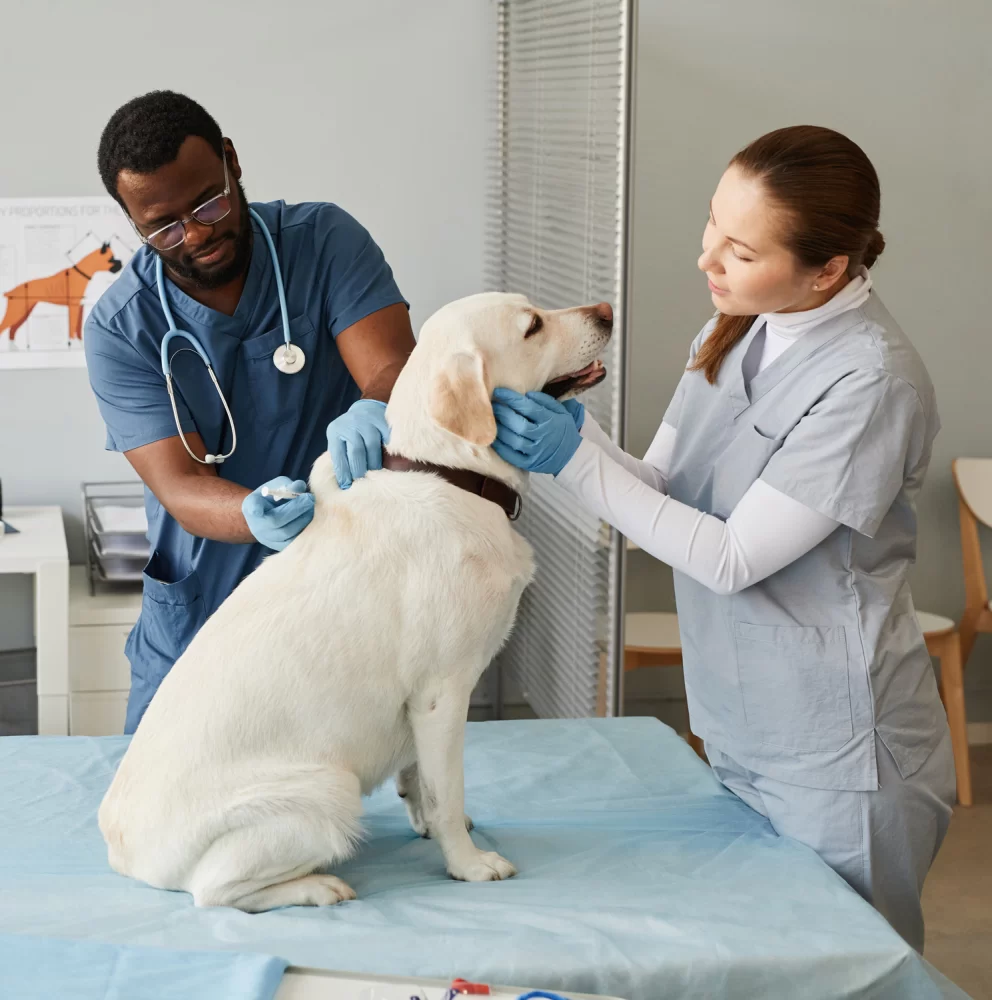 Do Veterinary Assistants Do Anything in the Lab? Exploring Their Vital Roles