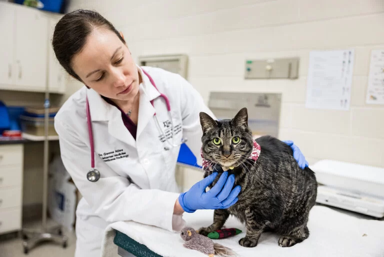 What Is CE in Veterinary Medicine? Understanding Continuing Education for Vets