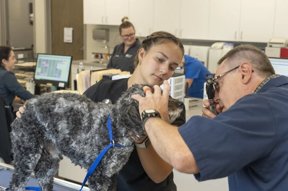 Do Any Conservative Colleges Have a Veterinarian Program? Exploring Veterinary Education Options