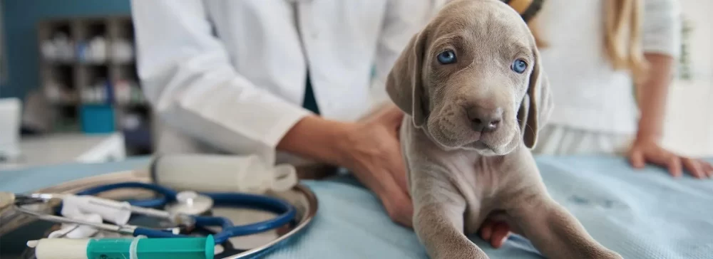 How a Veterinarian Keeps Track: The Importance of Animal Health Monitoring