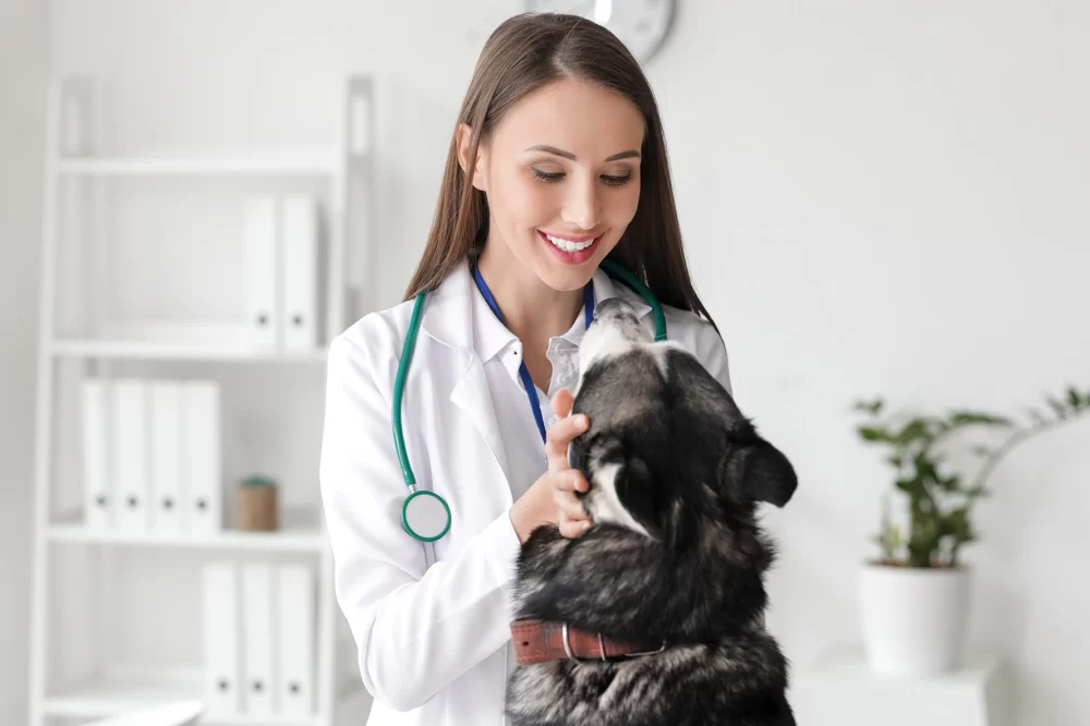 How Much Does a Veterinary Oncologist Make? Salary Insights and Career Overview