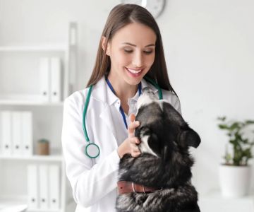 How Much Does a Veterinary Oncologist Make? Salary Insights and Career Overview