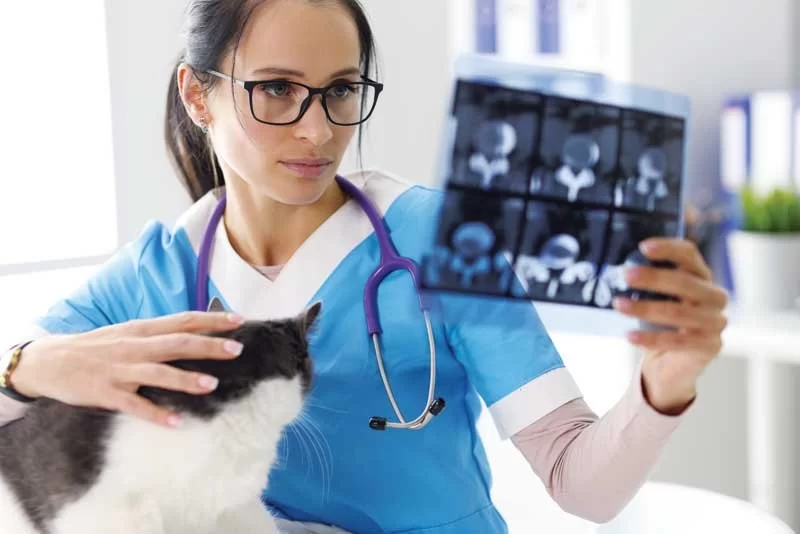 Is a Veterinarian a Real Doctor? Understanding the Medical Authority of Vets