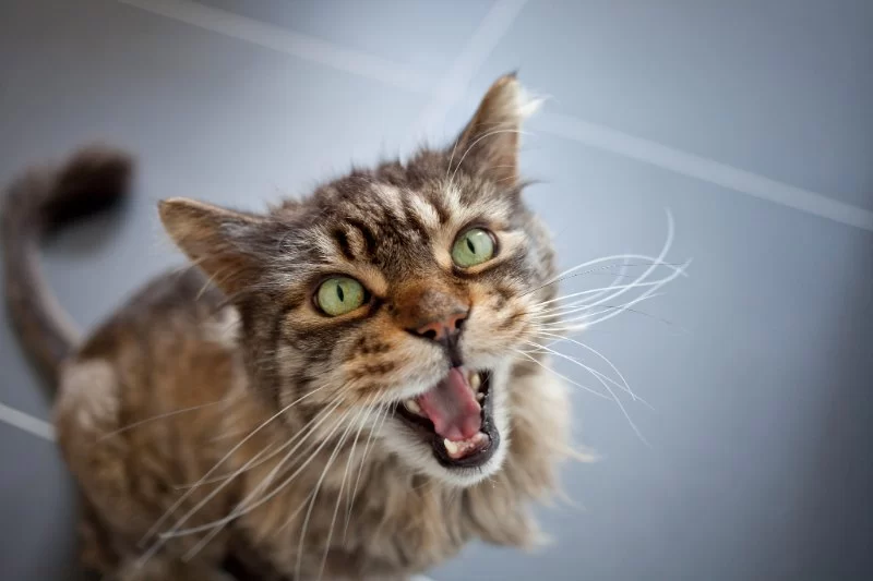 Cat Meowing With Closed Mouth – Meaning, Causes, and When to Worry