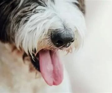 Dog Rapid Breathing After Exercise – Causes, Concerns, and Care Tips