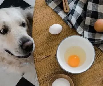 Can Dogs Eat Eggs? Safety, Benefits, and Feeding Guide for Pet Owners