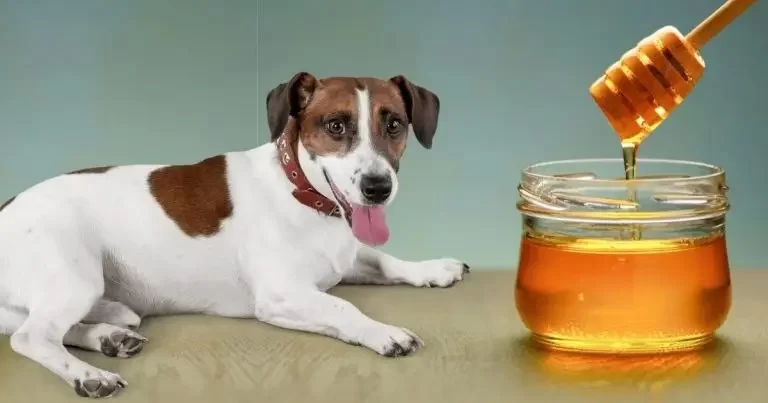 Can Dogs Eat Yogurt and Honey? A Vet-Backed Guide to Safe Snacking