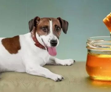 Can Dogs Eat Yogurt and Honey? A Vet-Backed Guide to Safe Snacking