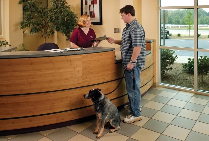 How to Start a Veterinary Practice – From Idea to Grand Opening