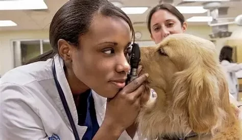 What to Study for Veterinary – A Complete Guide to Starting Your Vet Career