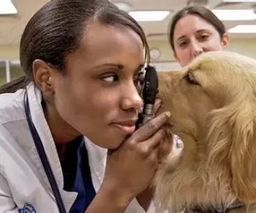 What to Study for Veterinary – A Complete Guide to Starting Your Vet Career